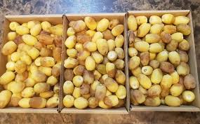 ما تفسير اكل التمر الاصفر في المنام لابن سيرين؟