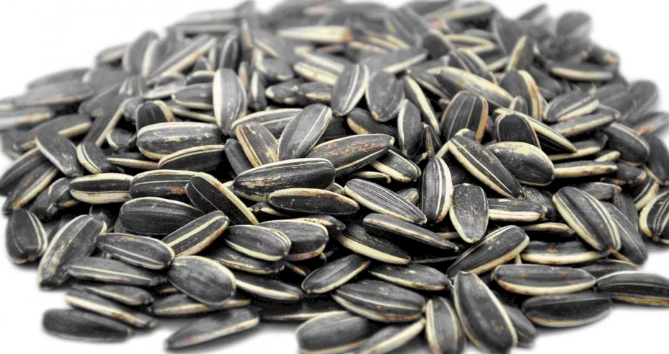 ما تفسير اكل البزر في المنام للمتزوجة لابن سيرين؟