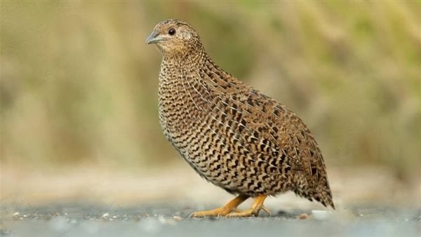 ما تفسير رؤية اكل السمان في الحلم لابن سيرين؟