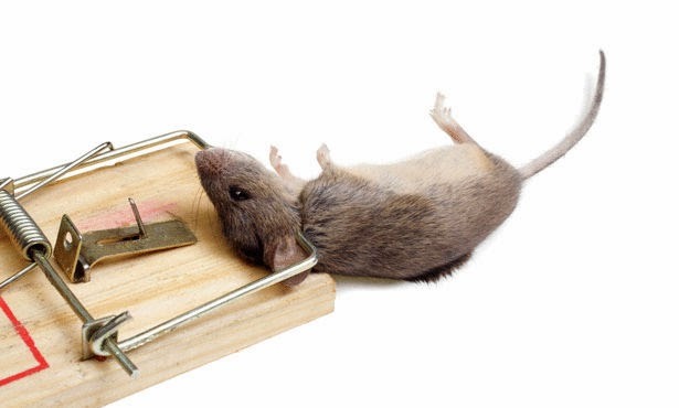 ما تفسير إمساك الفأر في المنام لابن سيرين؟