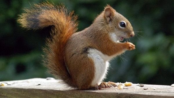 ما تفسير حلم السنجاب لابن سيرين؟