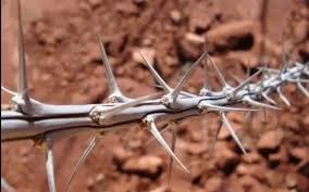 ما تفسير اخراج الشوك من اليد في المنام لابن سيرين؟