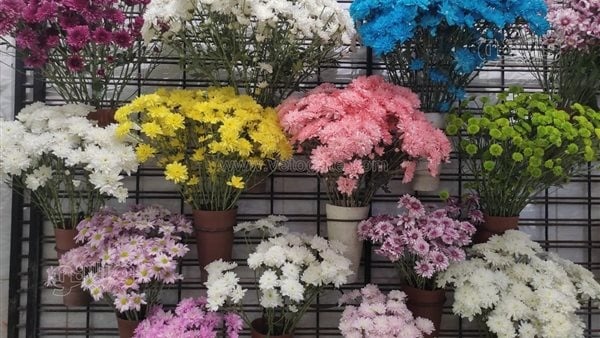 ما تفسير محل الورد في المنام لابن سيرين؟