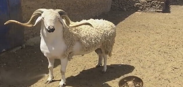 ما تأويل رؤية الكبش في المنام للمطلقة؟