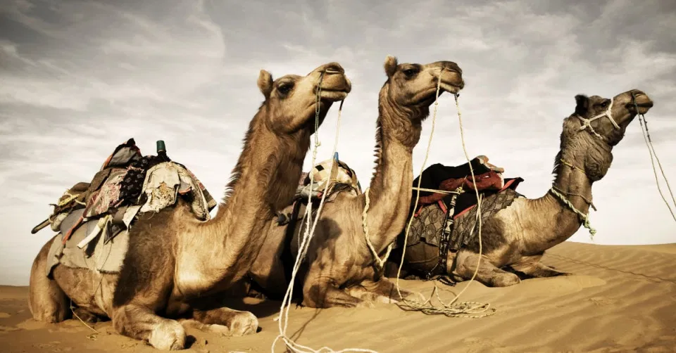 اعرف أكثر عن تفسير رؤية مطاردة الجمل في المنام لابن سيرين