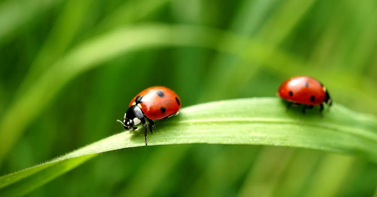 أهم تفسيرات رؤية مطاردة الخنفساء في المنام لابن سيرين