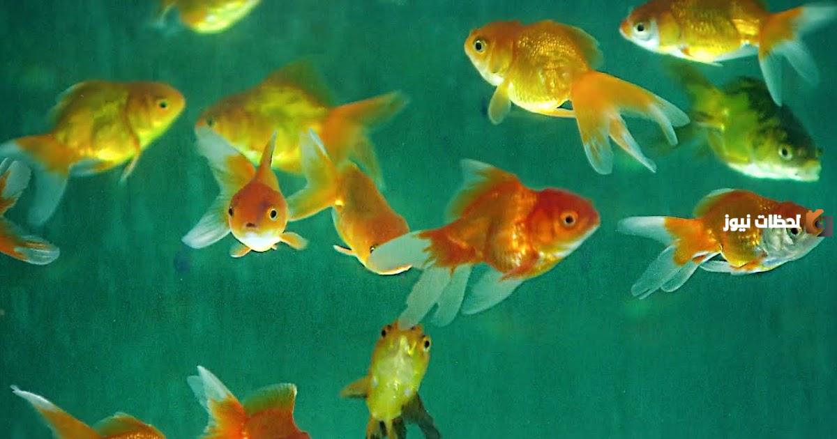 تعرف على تفسير رؤية السمك الزينة في المنام لابن سيرين