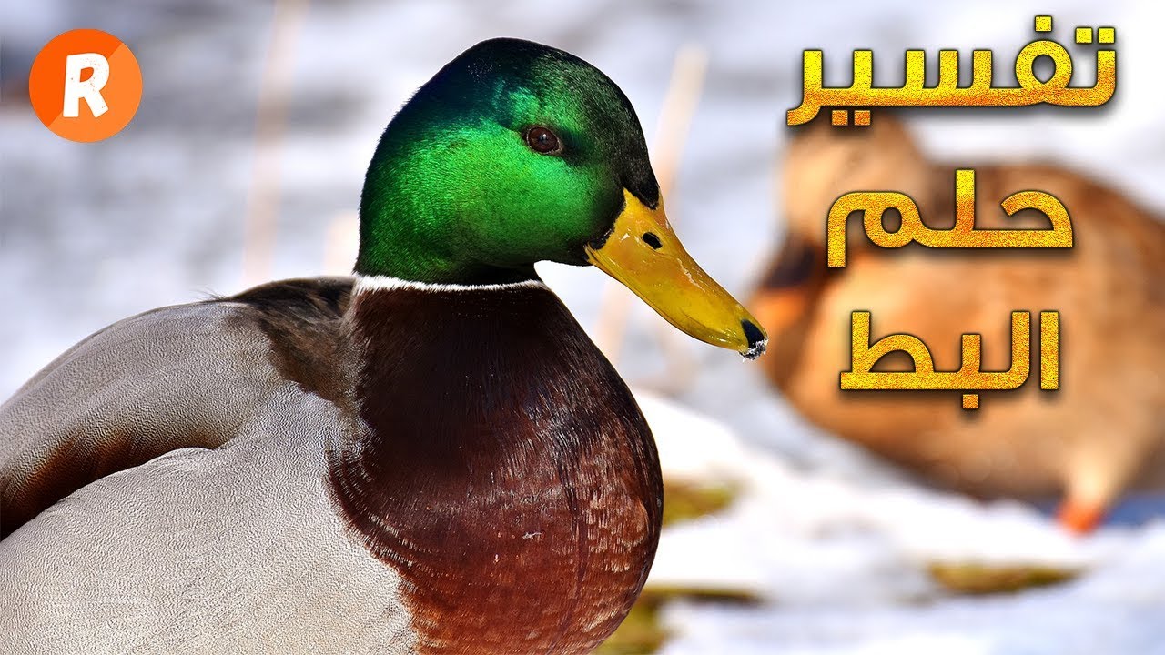 أهم تفسيرات الحلم بالبطة في المنام لابن سيرين