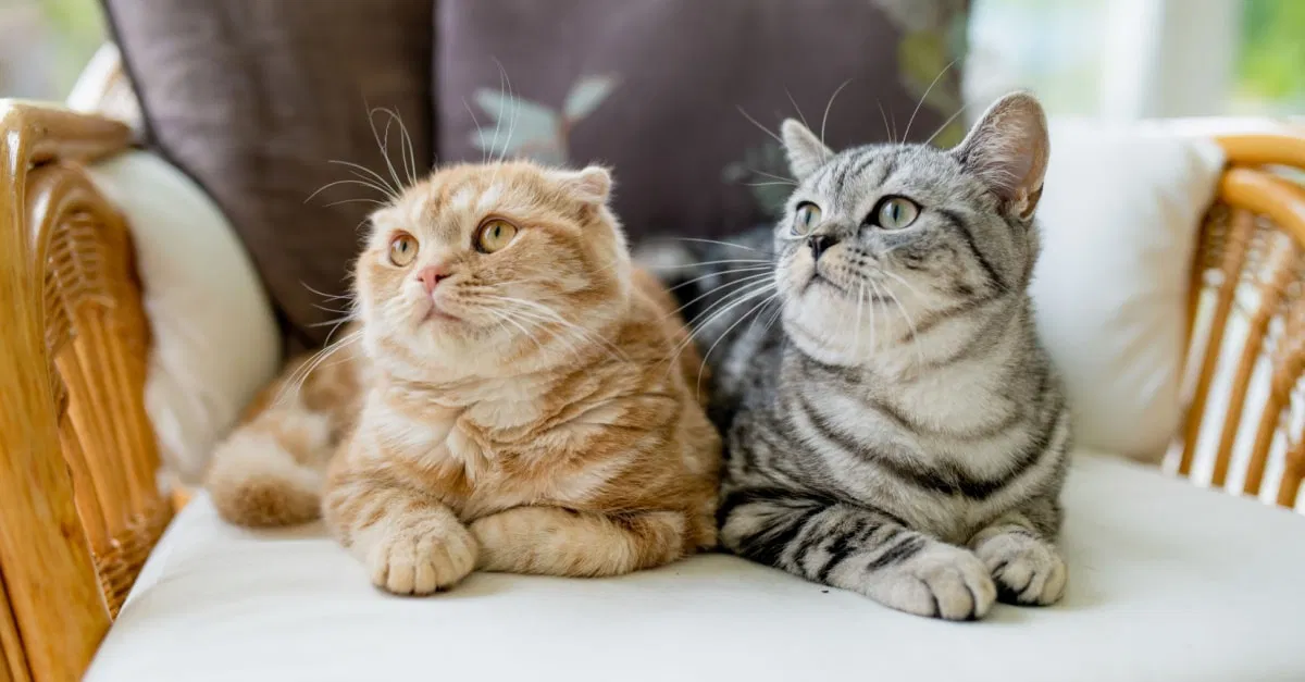 أهم تفسيرات رؤية القطة في المنام للمطلقة لابن سيرين