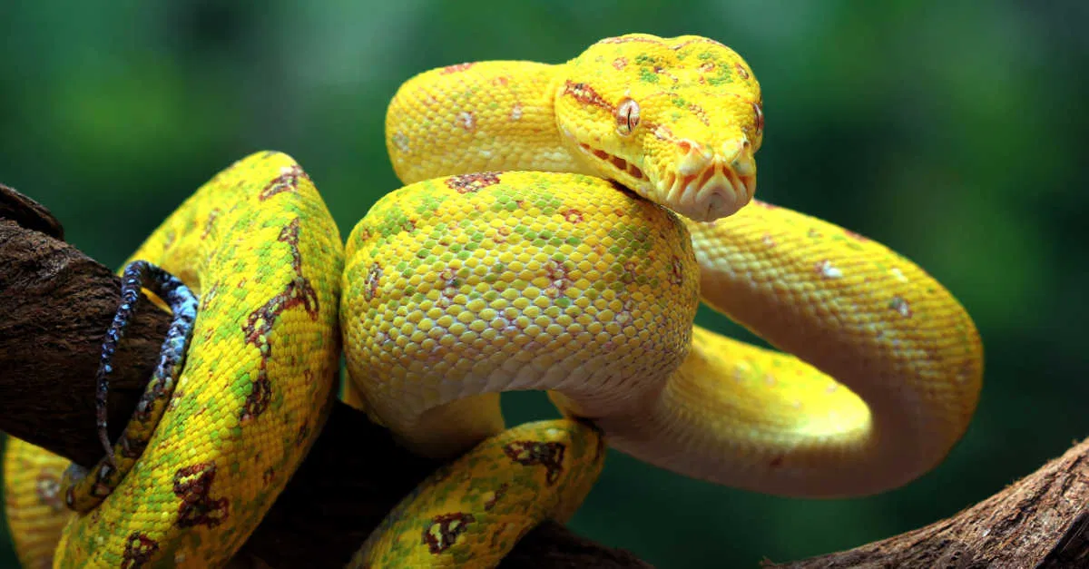 تعرف على تفسير رؤية الهروب من الأفعى الصفراء في المنام لابن سيرين