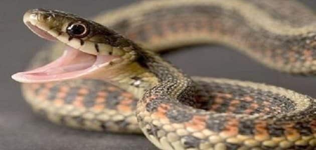 أهم تفسيرات رؤية الهروب من الثعبان في المنام لابن سيرين