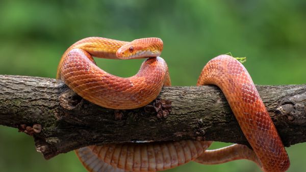 تعرف على تفسير الحلم بالثعابين للحامل لابن سيرين