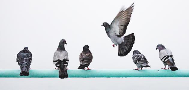 أهم 20 تفسير للحلم بالحمام للمتزوجة في المنام لابن سيرين