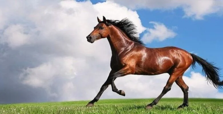 أهم تفسيرات رؤية الخيل البيضاء في المنام​ لابن سيرين