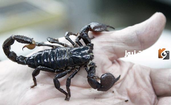 أهم 20 تفسير لحلم لدغة العقرب السوداء في اليد لابن سيرين