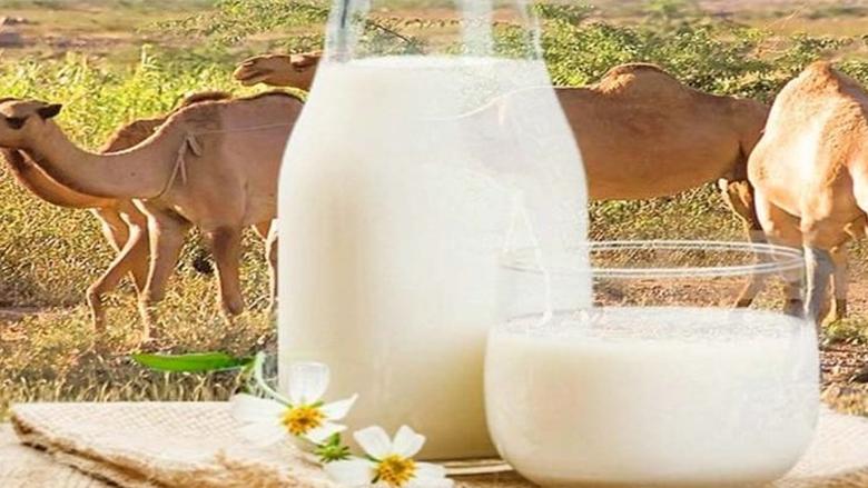 أهم تفسيرات حلم شرب حليب الإبل للرجل المتزوج في المنام لابن سيرين