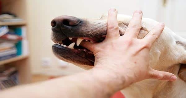 أهم 100 تفسير لرؤية الكلب في المنام لابن سيرين وكبار الفقهاء