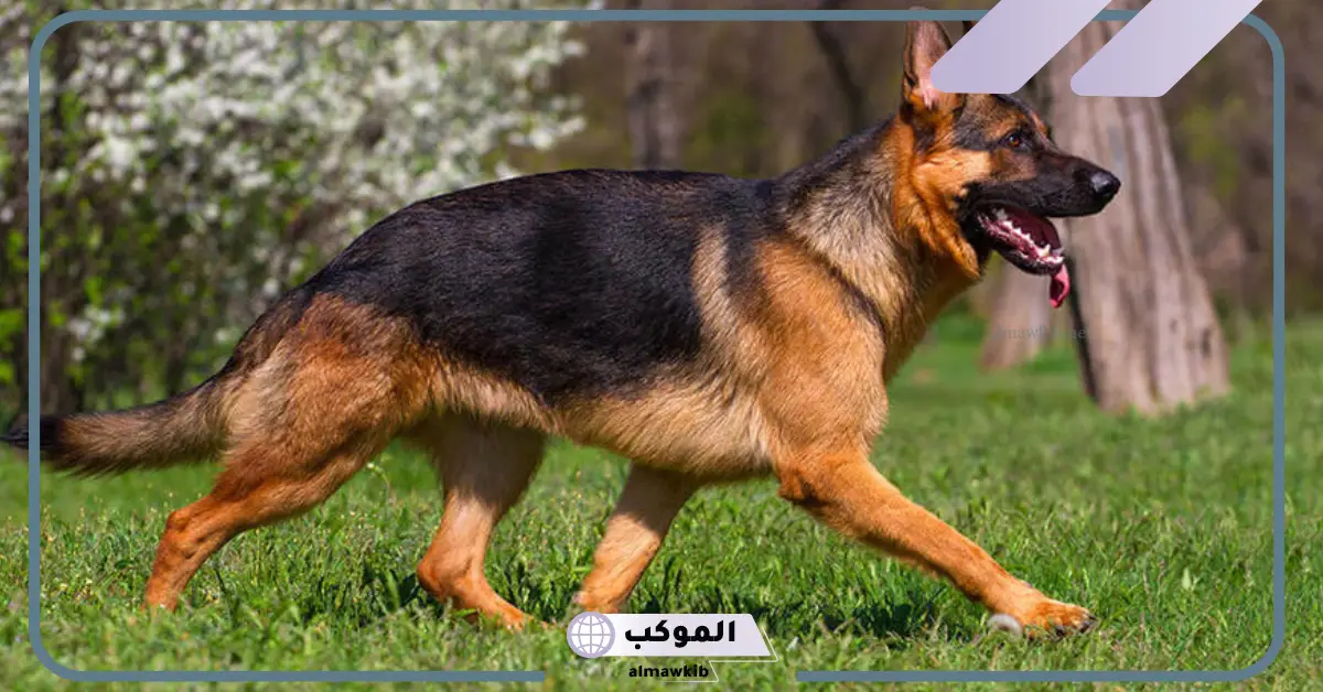 اعرف أكثر عن تفسير حلم كلب يلاحقني وأنا أهرب لابن سيرين