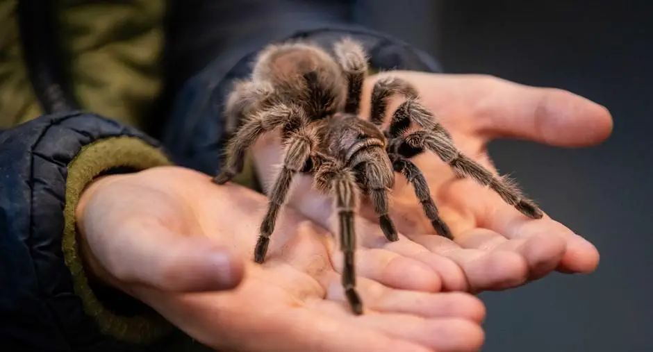 تفسير حلم العنكبوت الكبير في البيت في الحلم لابن سيرين